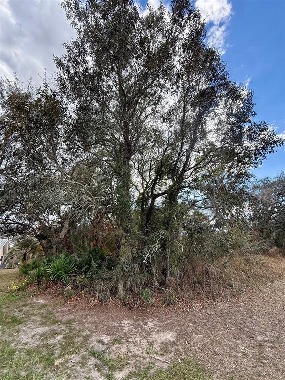 0 Centralia Road Weeki Wachee, FL 34614 - Photo 8 of 8 a view of a forest with trees in the background
