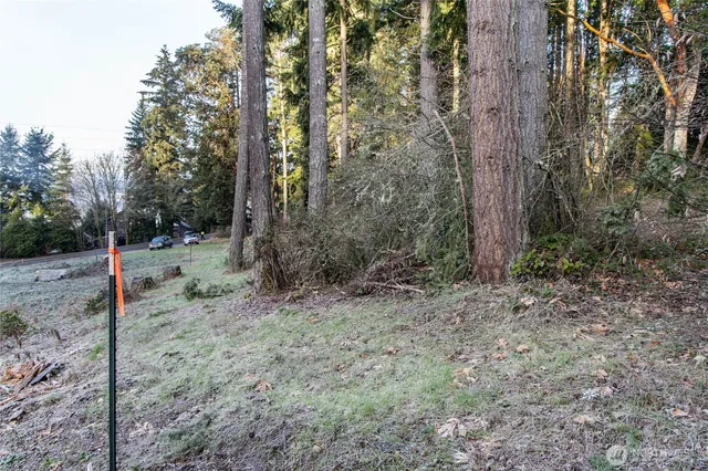 a view of a forest filled with trees