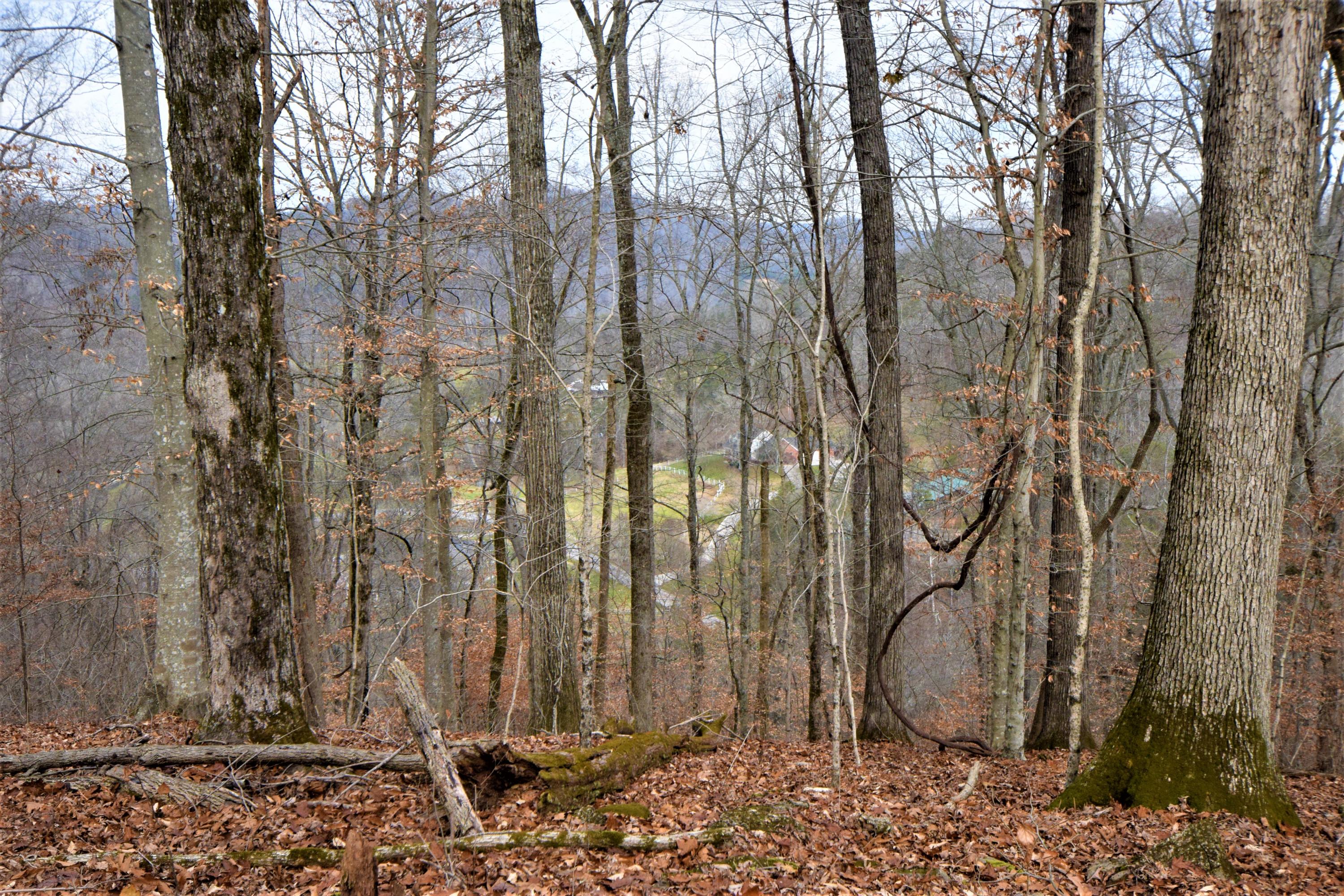0 Hansard Road Maynardville, TN 37807 - Photo 12 of 24 DSC_0071