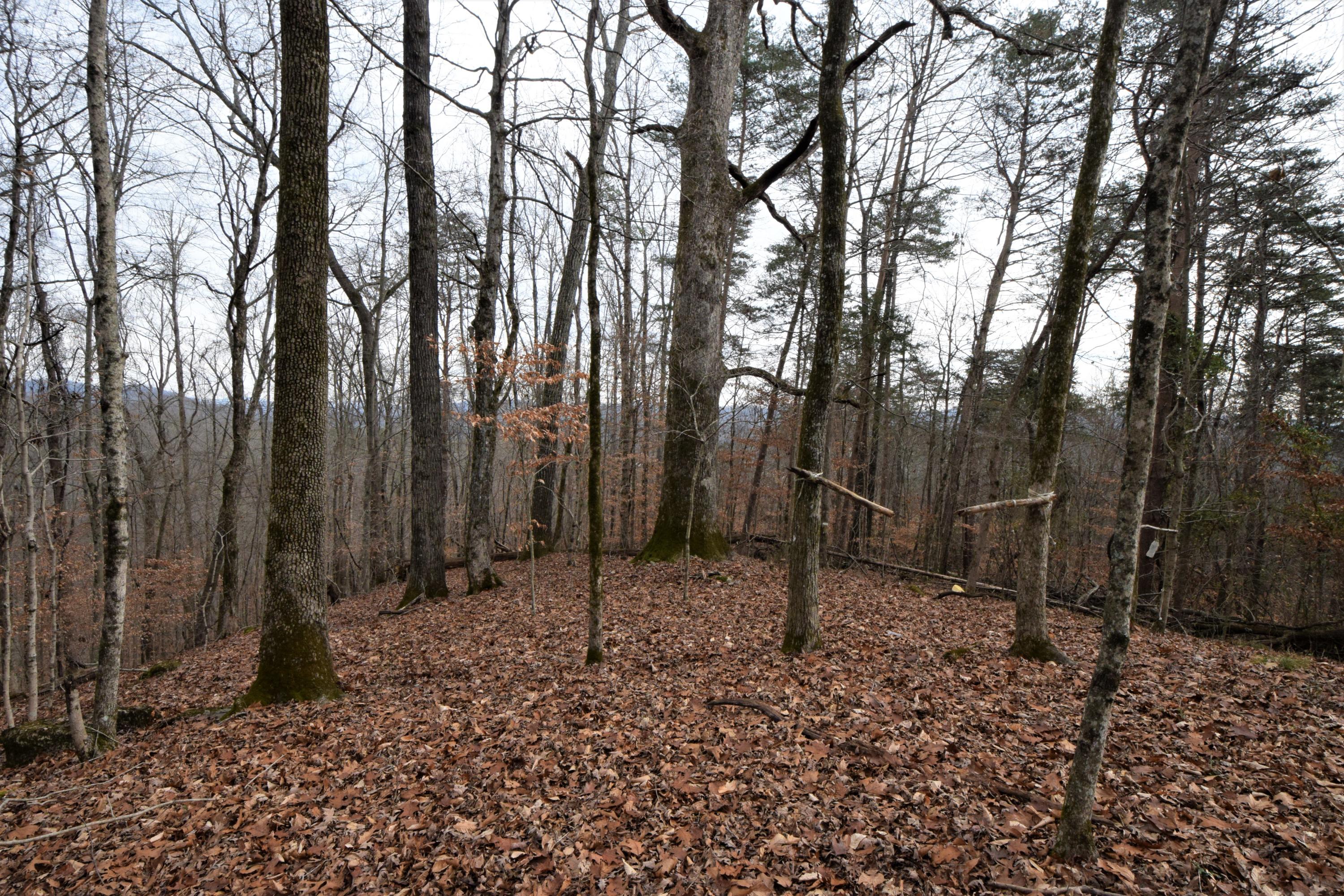 0 Hansard Road Maynardville, TN 37807 - Photo 15 of 24 DSC_0074