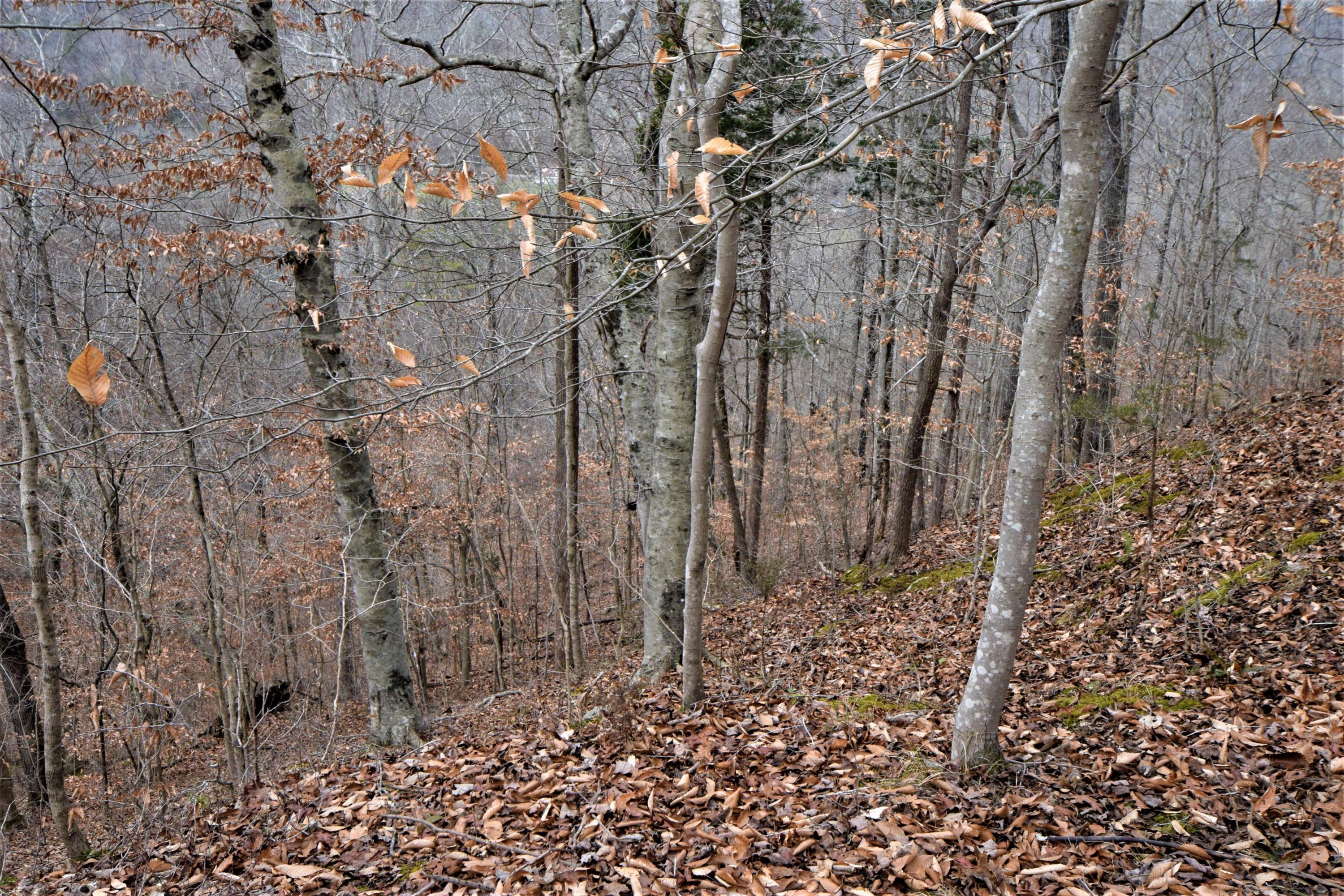 0 Hansard Road Maynardville, TN 37807 - Photo 16 of 24 DSC_0078