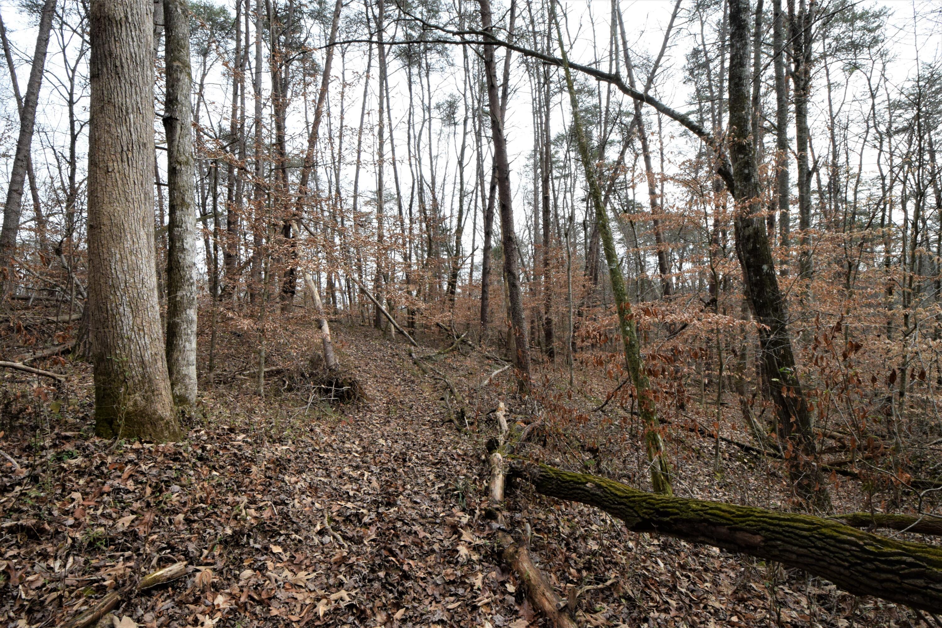 0 Hansard Road Maynardville, TN 37807 - Photo 8 of 24 DSC_0061