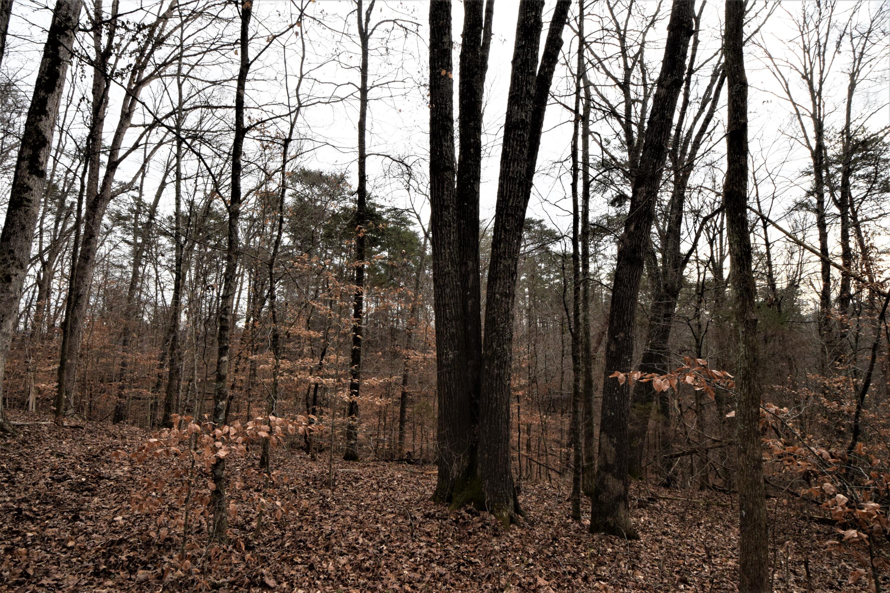 0 Hansard Road Maynardville, TN 37807 - Photo 10 of 24 DSC_0064