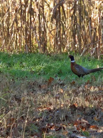 $1,395,000 | 30205 190th Lane, Isle, MN 56342