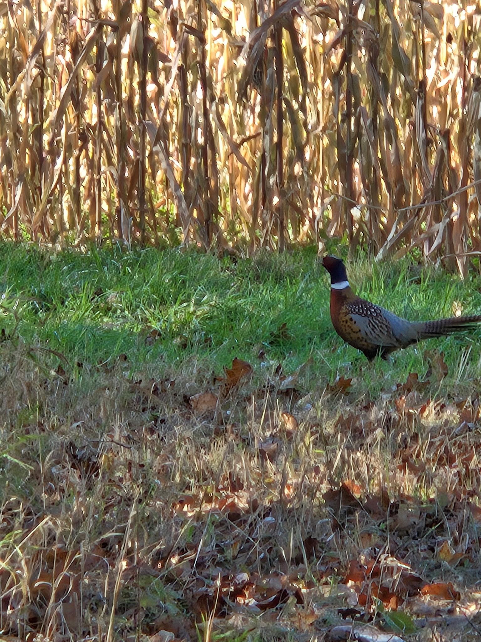 30205 190th Lane Isle, MN 56342 - Photo 55 of 113