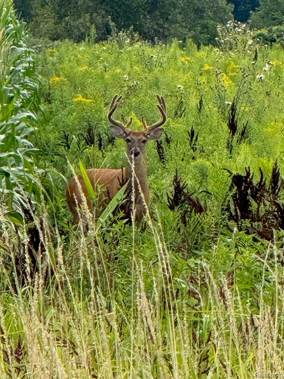7376 Capac Road Yale, MI 48097 - Photo 22 of 22
