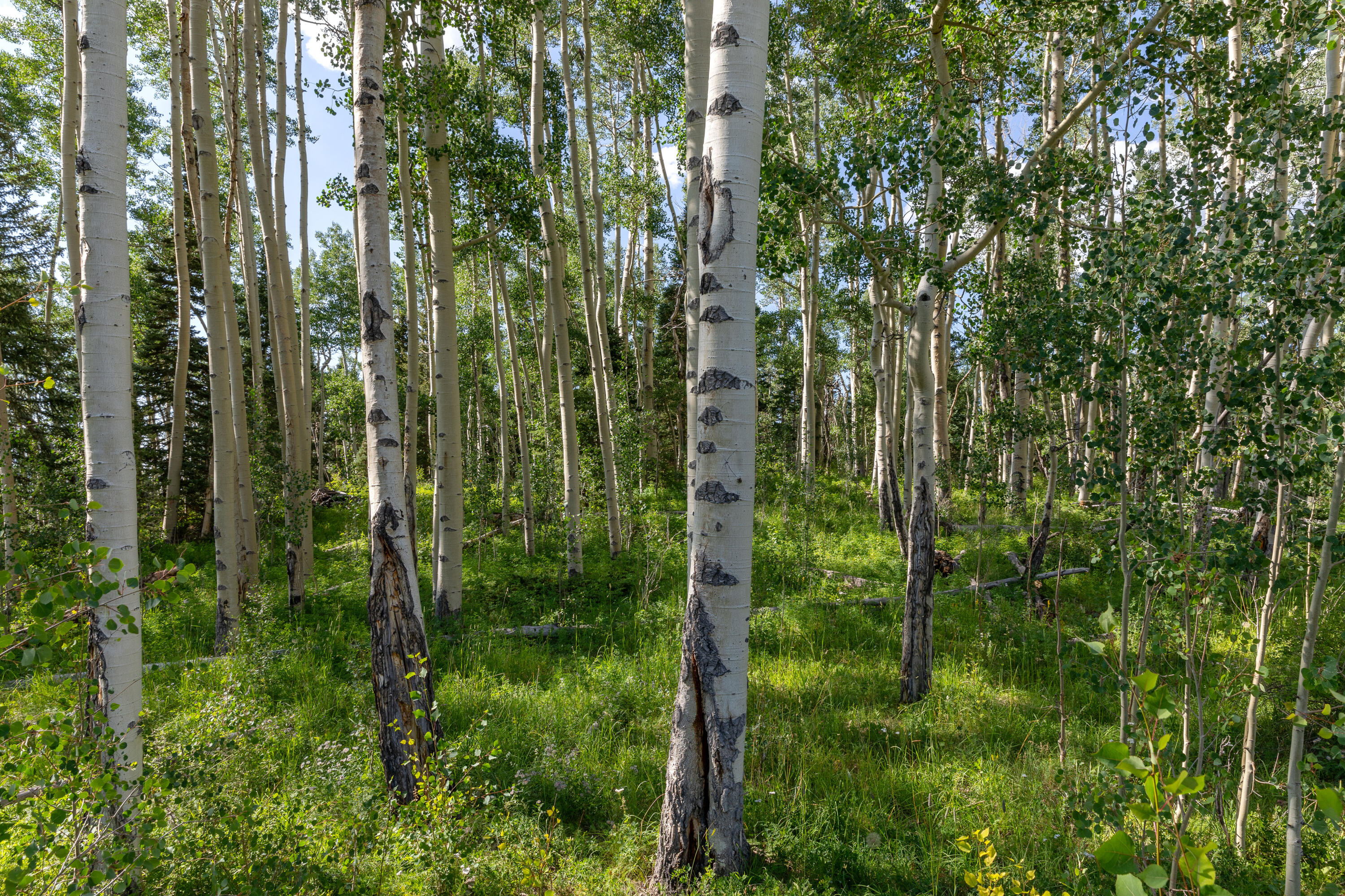 Tbd Elk Run Telluride, CO 81435 - Photo 6 of 18 a view of a yard