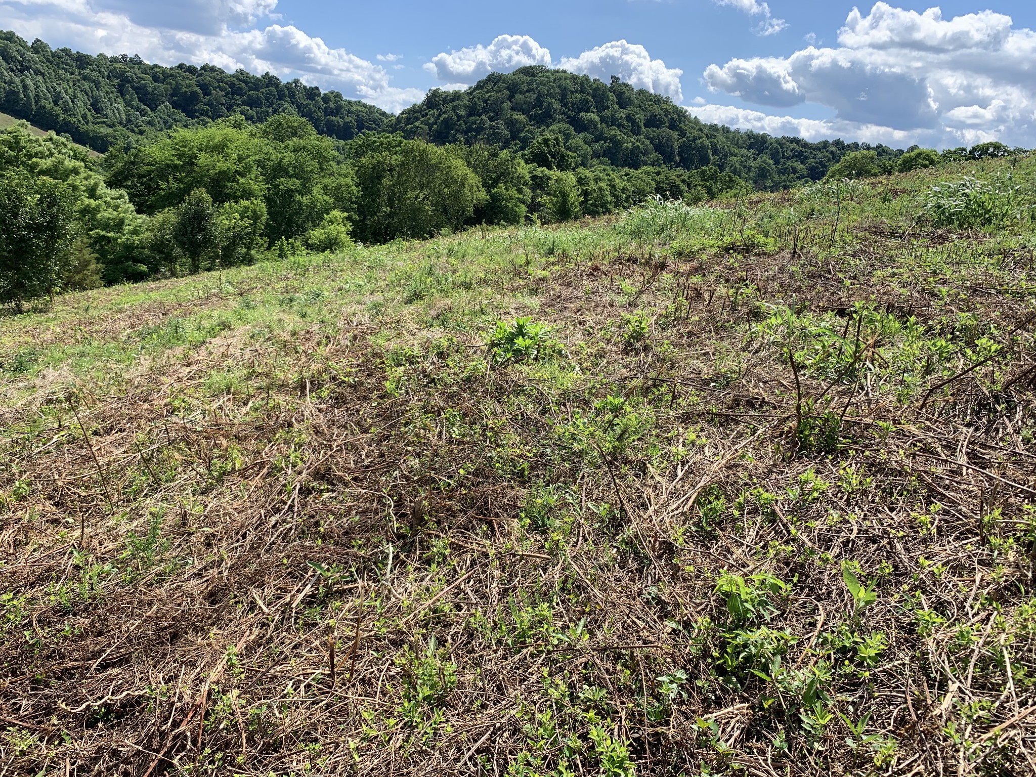 0 Hackett Valley Road Hickman, TN 38567 - Photo 8 of 23 Gallery Image 8