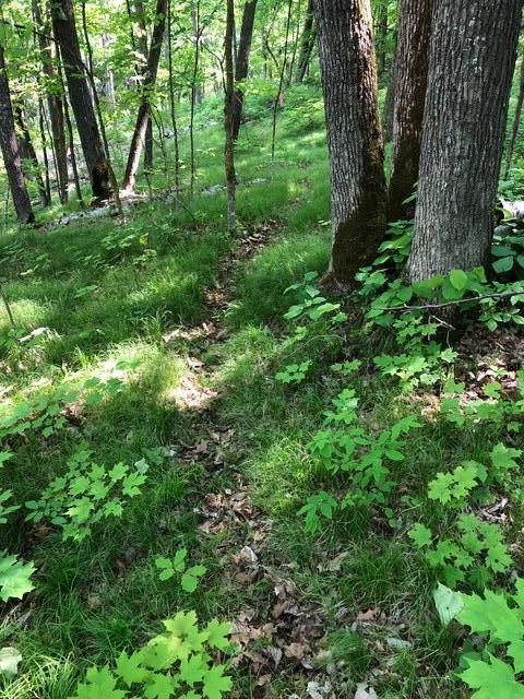 8586 West Graves Lake Road Northeast Remer, MN 56672 - Photo 12 of 46