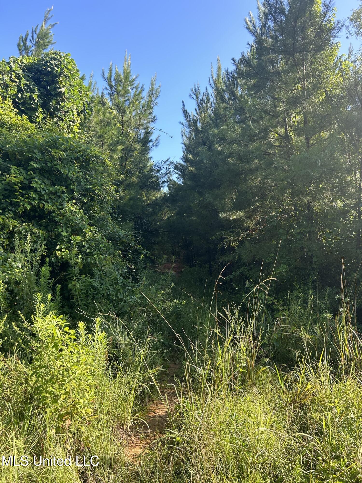 Southeast McCullough Road Southeast Bogue Chitto, MS 39629 - Photo 4 of 10 IMG_9676