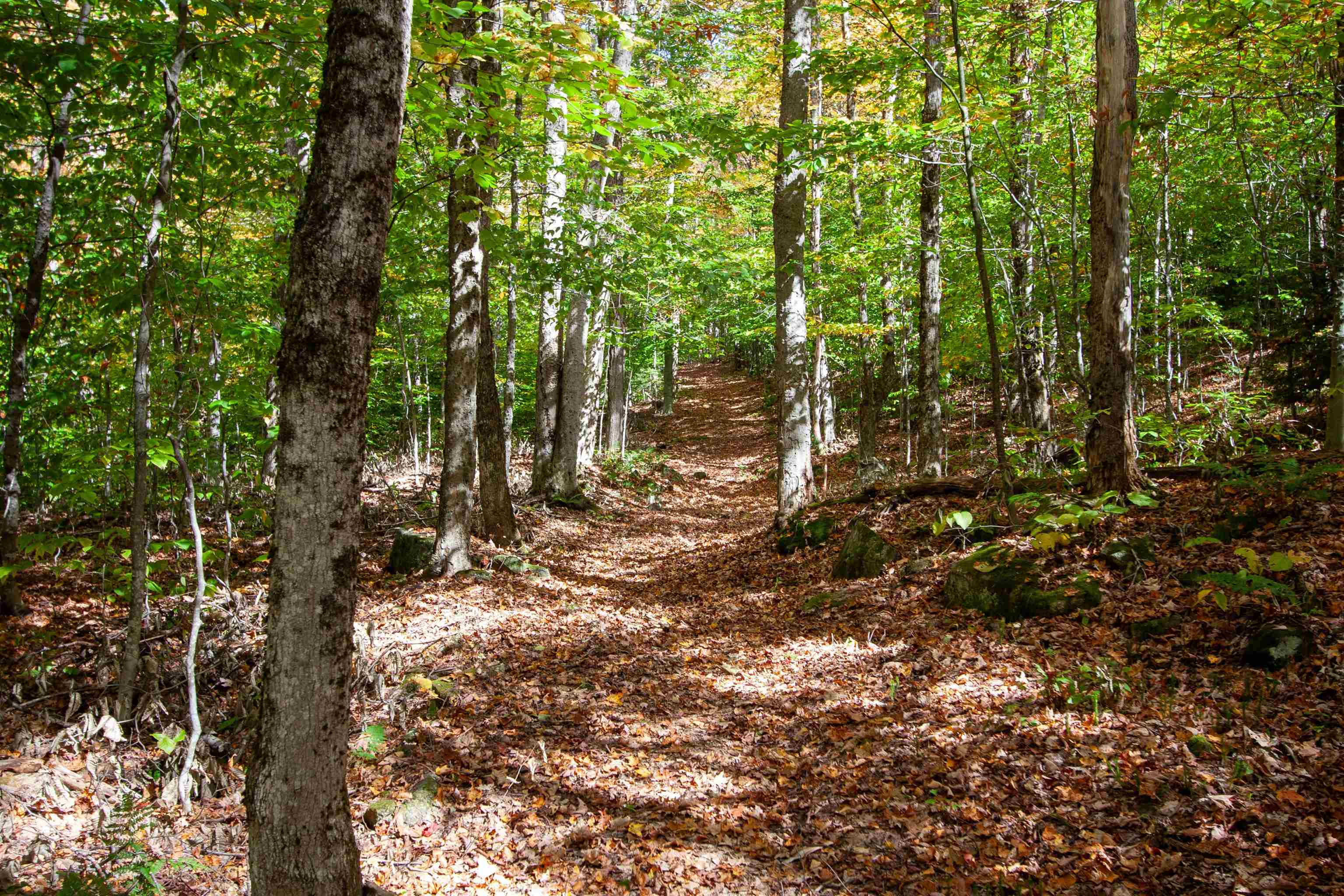 1052 Ccc Road Shrewsbury, VT 05738 - Photo 12 of 15