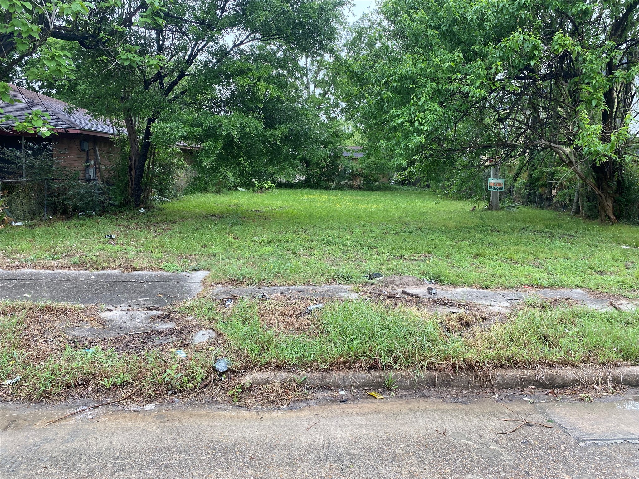 a view of a yard with plants and a large tree