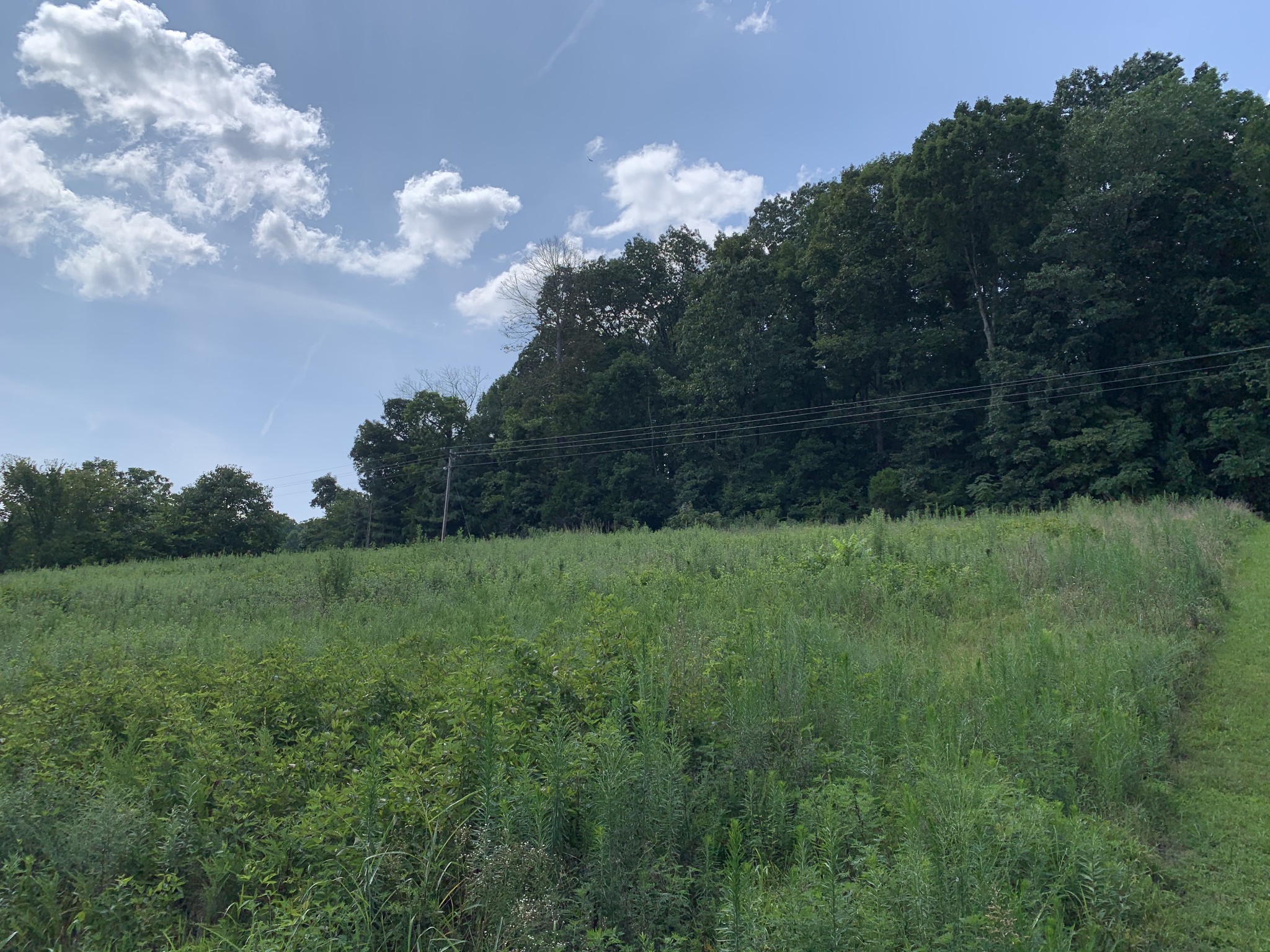 0 Gaskill Br Road Santa Fe, TN 38482 - Photo 6 of 6 a view of a lush green outdoor space with a lake view