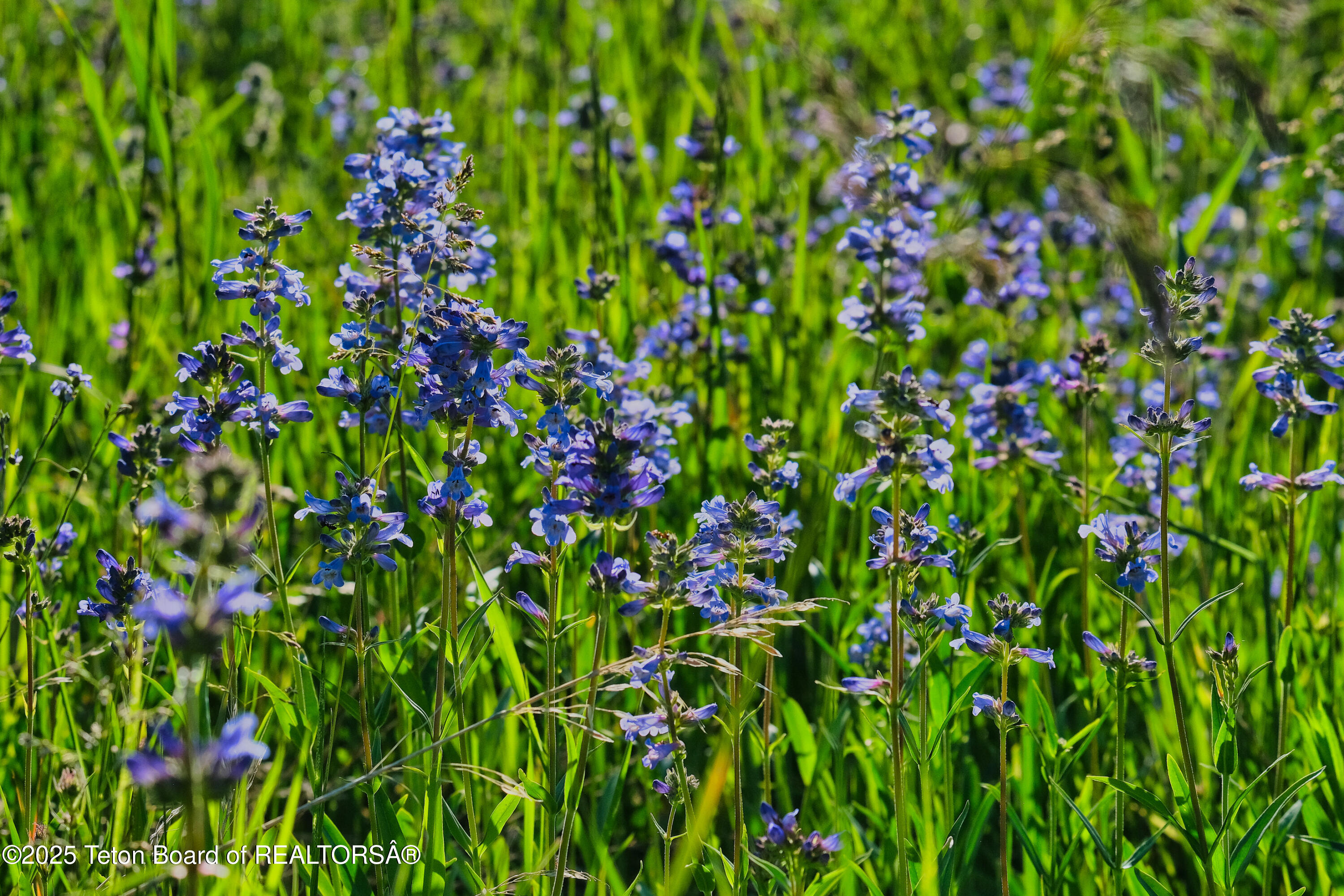 475 East Alta Ski Hill Road Alta, WY 83414 - Photo 56 of 59 475 E Alta Ski Hill Road_For MLS-30