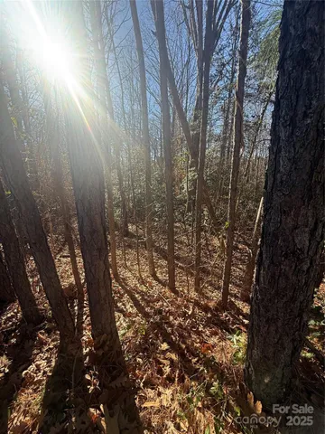 a view of a forest with trees