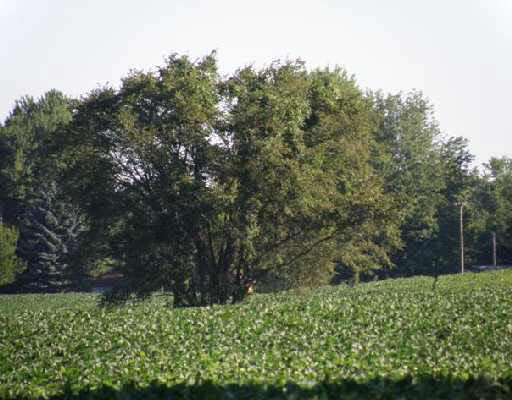 2 Locust Road South Bend, IN 46614 - Photo 2 of 5 Gallery Image 2
