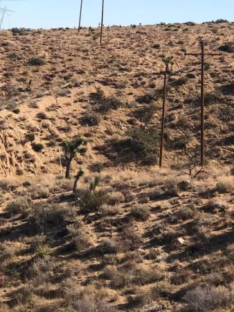 a view of a dry yard