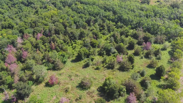 a view of a forest with a tree