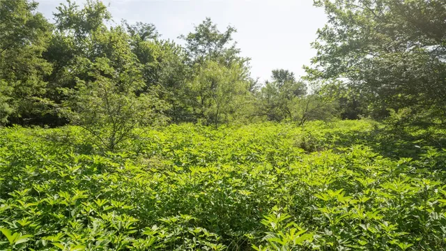 a view of a lush green forest with lawn chairs and plants