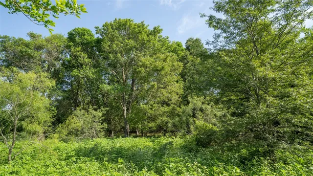 a view of a lush green forest