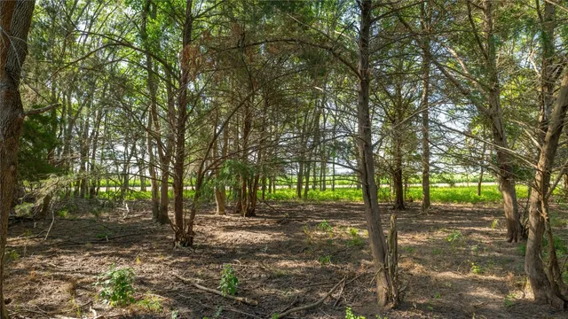 a view of backyard with tree