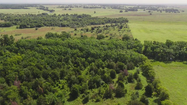 a view of a forest with a lake