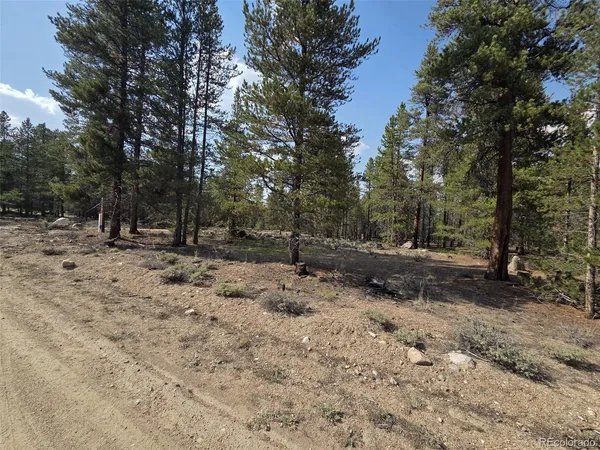 a view of a forest with trees in the background