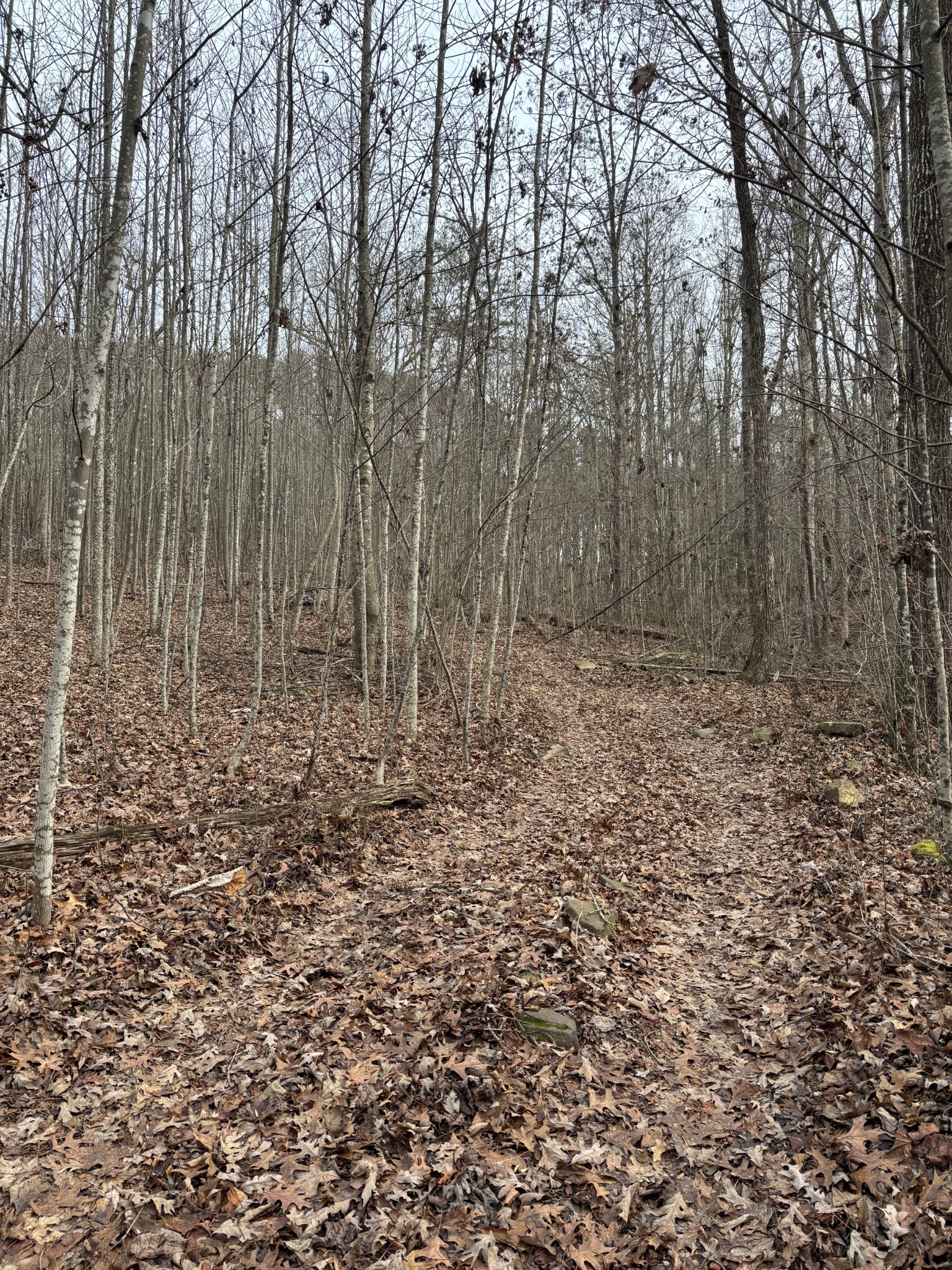 0 Browns Hollow Road Tracy City, TN 37387 - Photo 5 of 11 a view of a yard with trees in the background