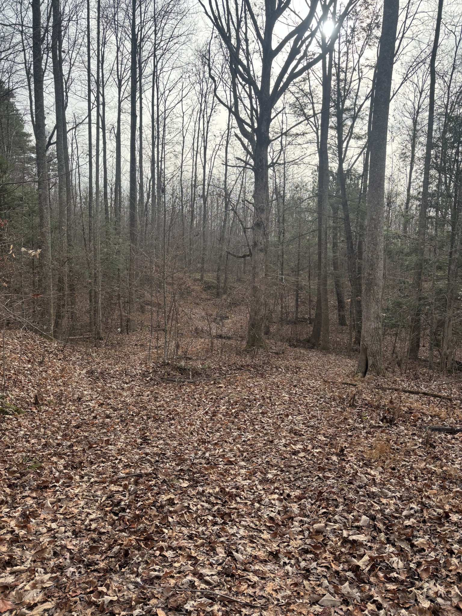 0 Browns Hollow Road Tracy City, TN 37387 - Photo 8 of 11 a view of a backyard