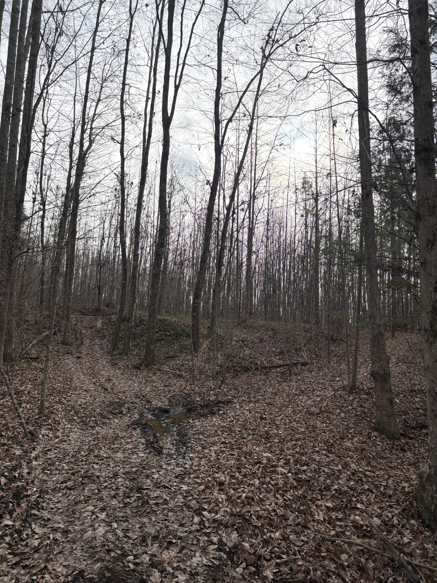 0 Browns Hollow Road Tracy City, TN 37387 - Photo 10 of 11 a backyard of a house with lots of green space
