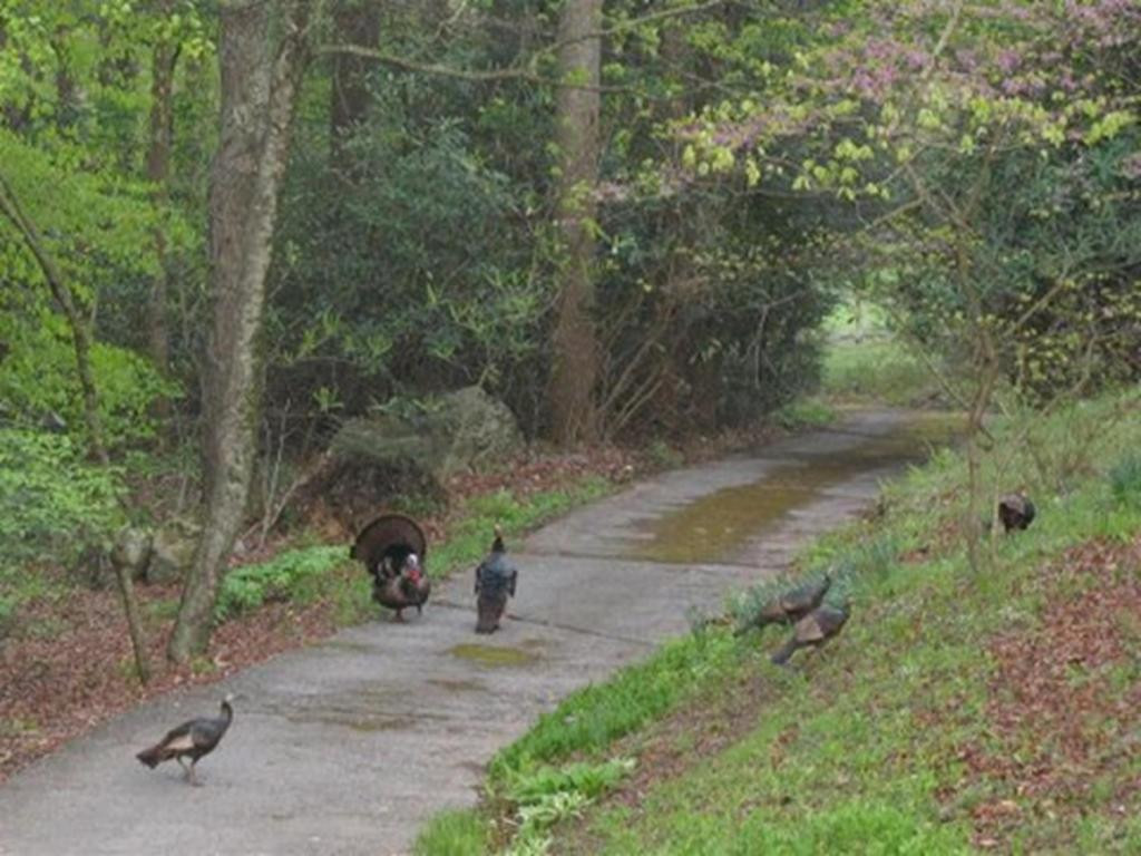 1842 Jonesborough Road Erwin, TN 37650 - Photo 9 of 35 Photo 9