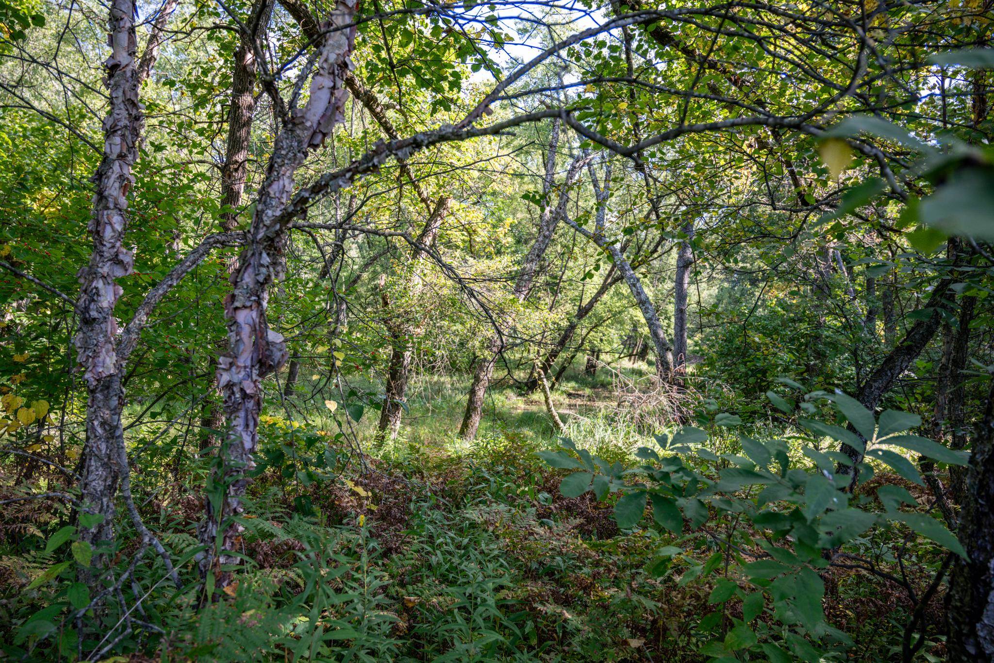 848 Highway 80 Babcock, WI 54413 - Photo 70 of 72