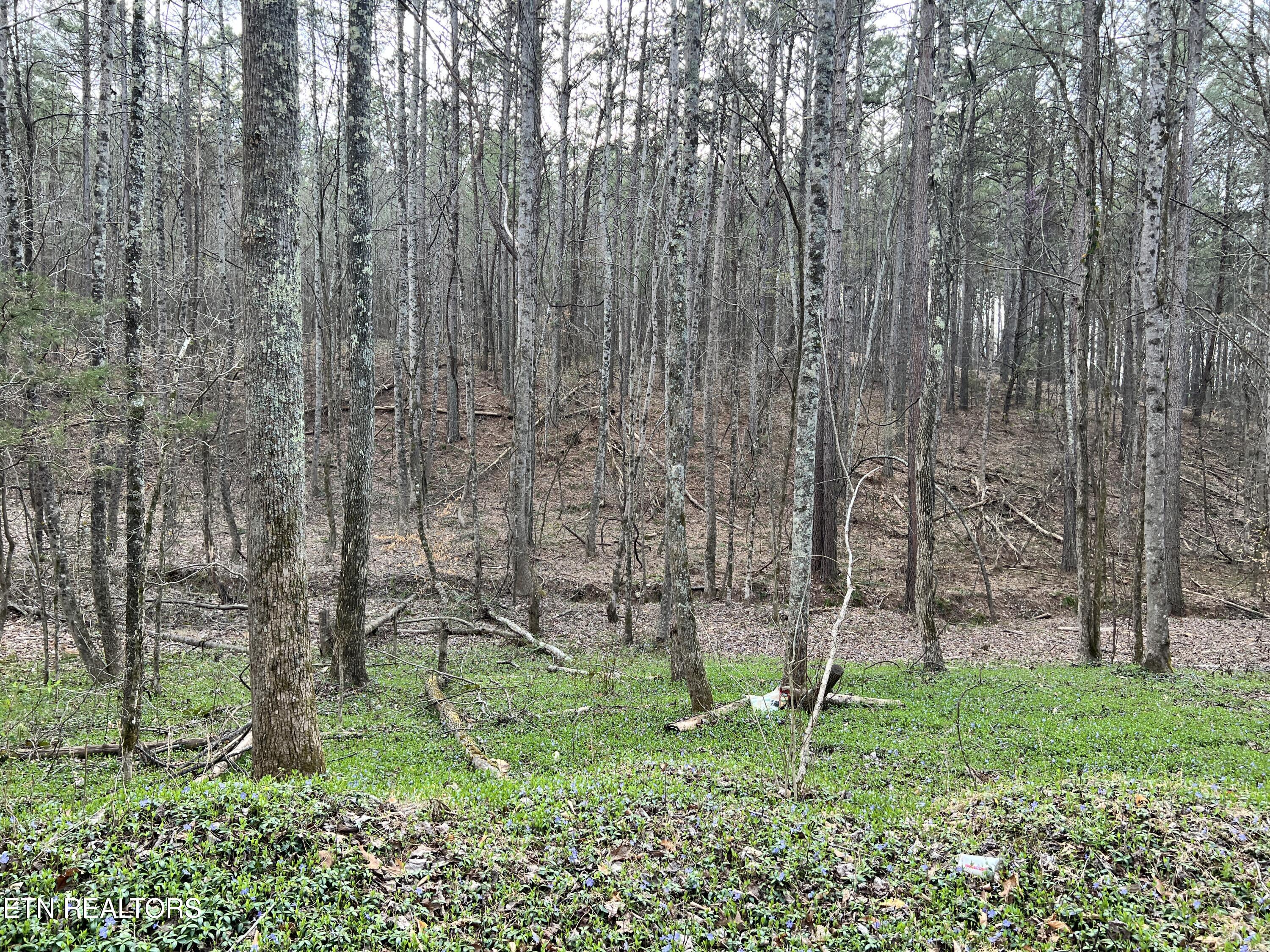 Butler Road Niota, TN 37826 - Photo 1 of 7 IMG_1124