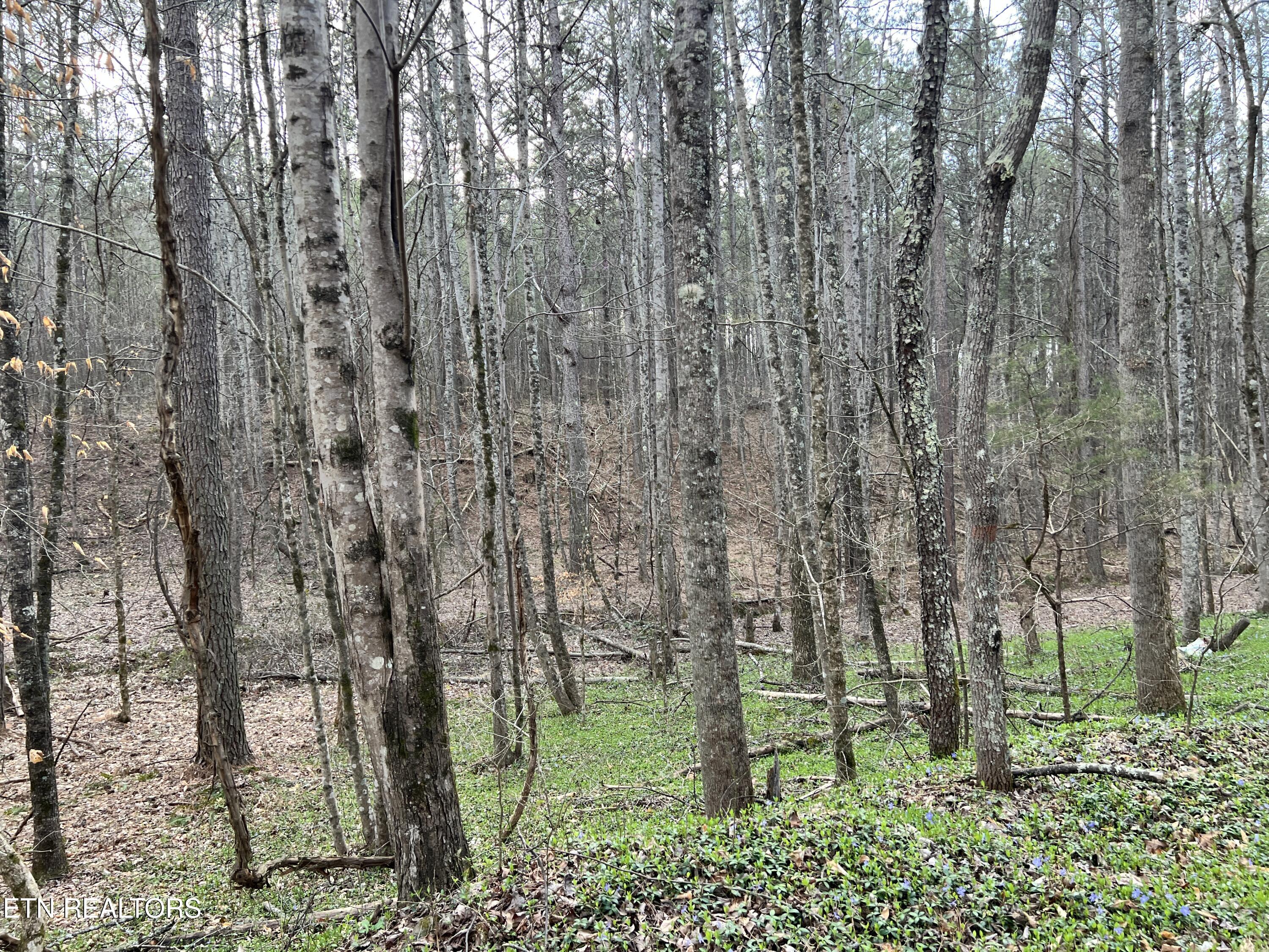 Butler Road Niota, TN 37826 - Photo 2 of 7 IMG_1122