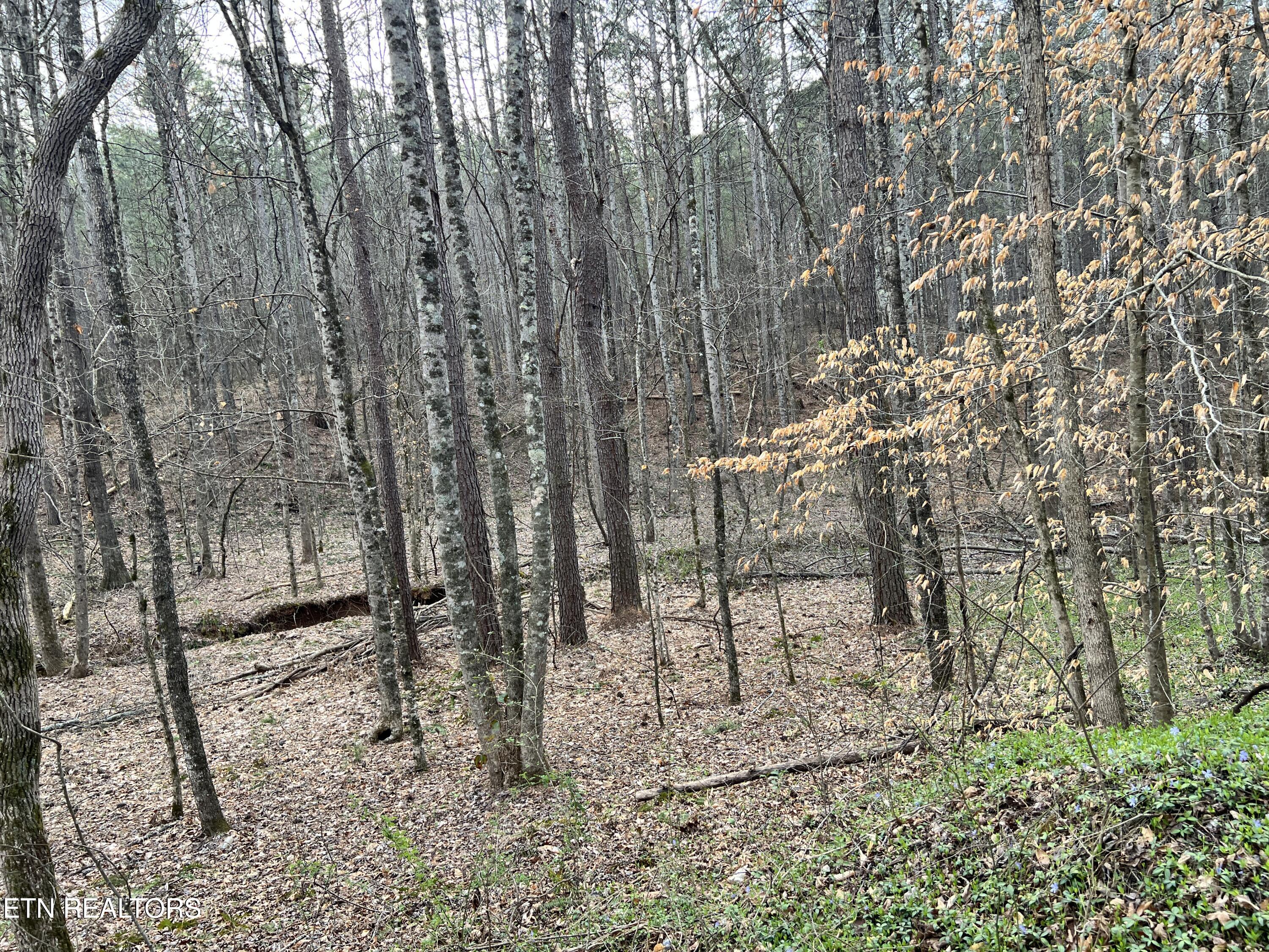 Butler Road Niota, TN 37826 - Photo 4 of 7 IMG_1121