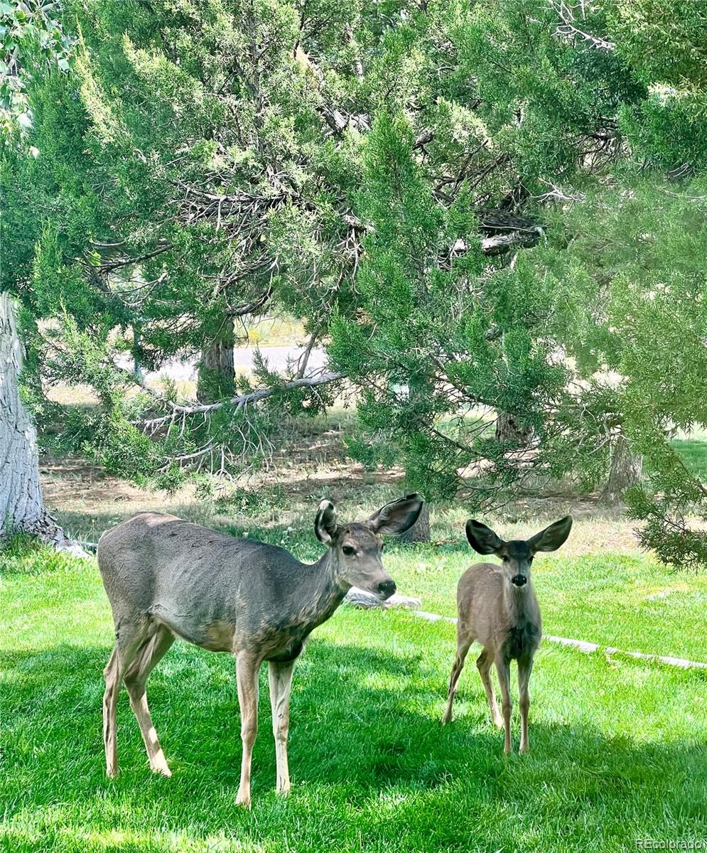 217 Corundum Road Trinidad, CO 81082 - Photo 47 of 50