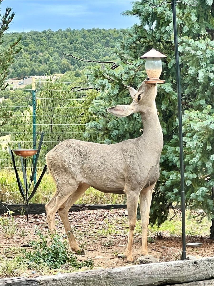 217 Corundum Road Trinidad, CO 81082 - Photo 48 of 50