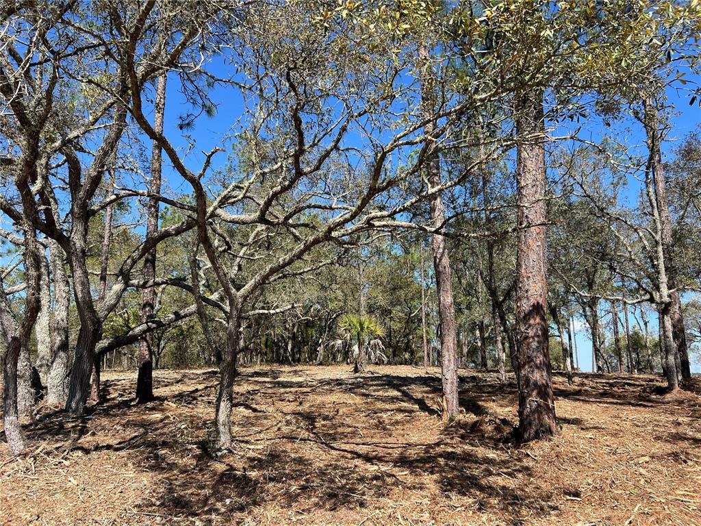 25 Southwest Timberlake Road Dunnellon, FL 34431 - Photo 9 of 27