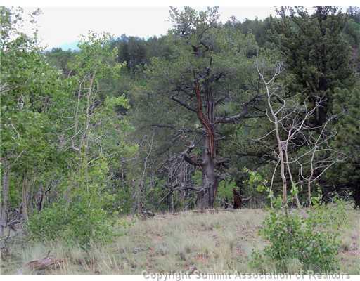 1115 Osprey Road Como, CO 80432 - Photo 9 of 11 a view of a dry yard with trees in the background