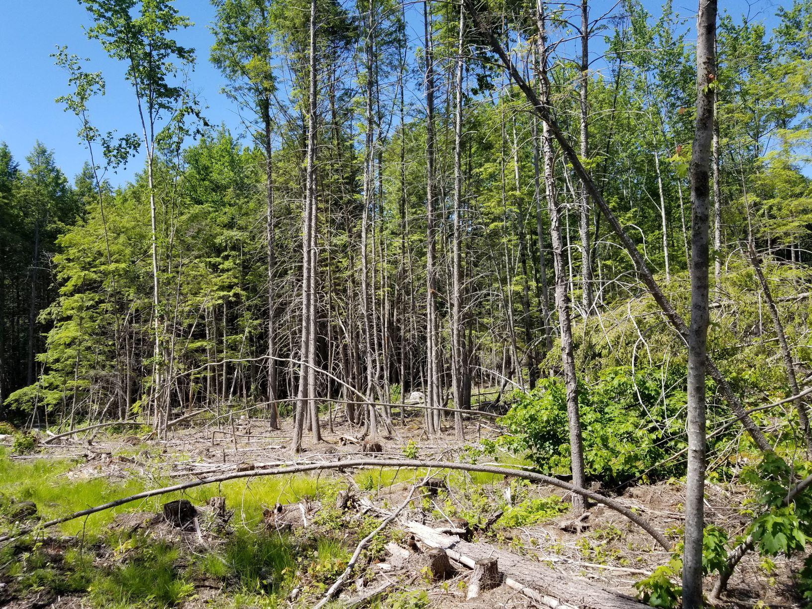 0 Upper Tarbox Road Hollis Center, ME 04042 - Photo 26 of 47 Harvest area 7