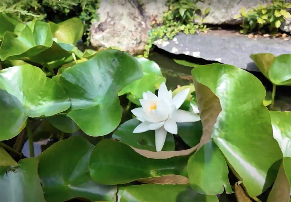 1 Long Plain Road Leverett, MA 01054 - Photo 37 of 39 a view of swimming pool