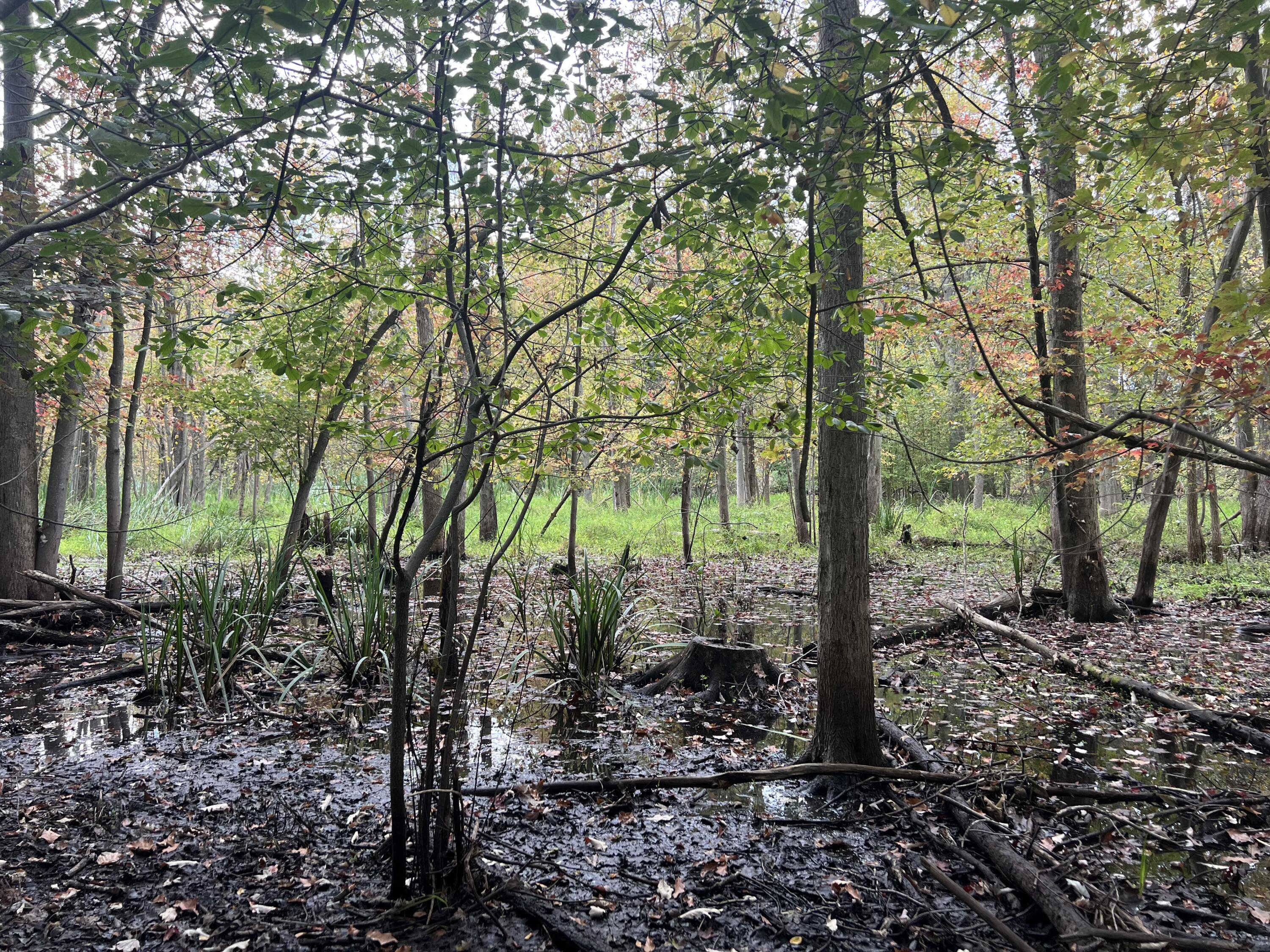 Riverdale Road Whitmore Lake, MI 48189 - Photo 7 of 8 IMG_7133