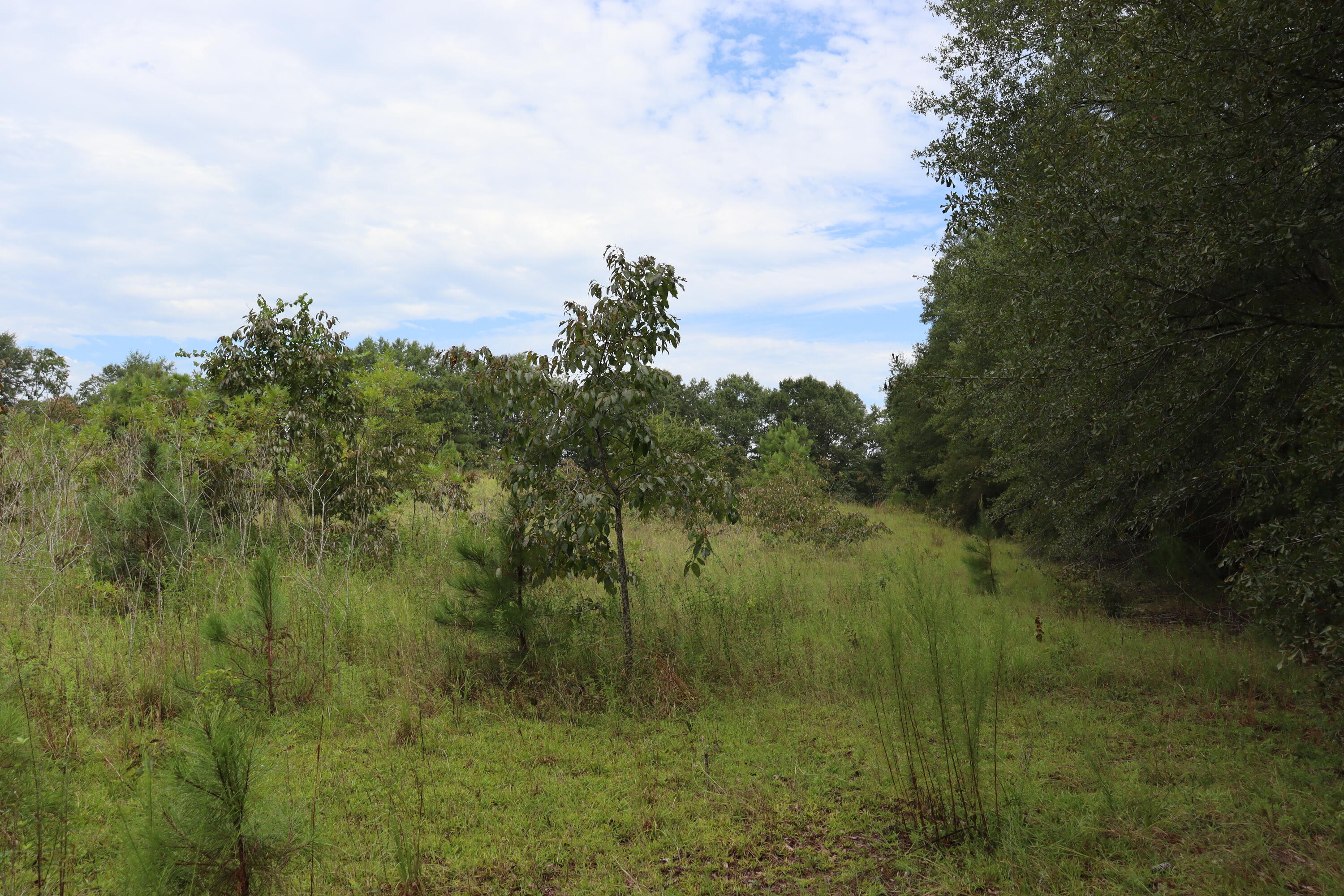 Xx Butler Drive Neeses, SC 29107 - Photo 15 of 19