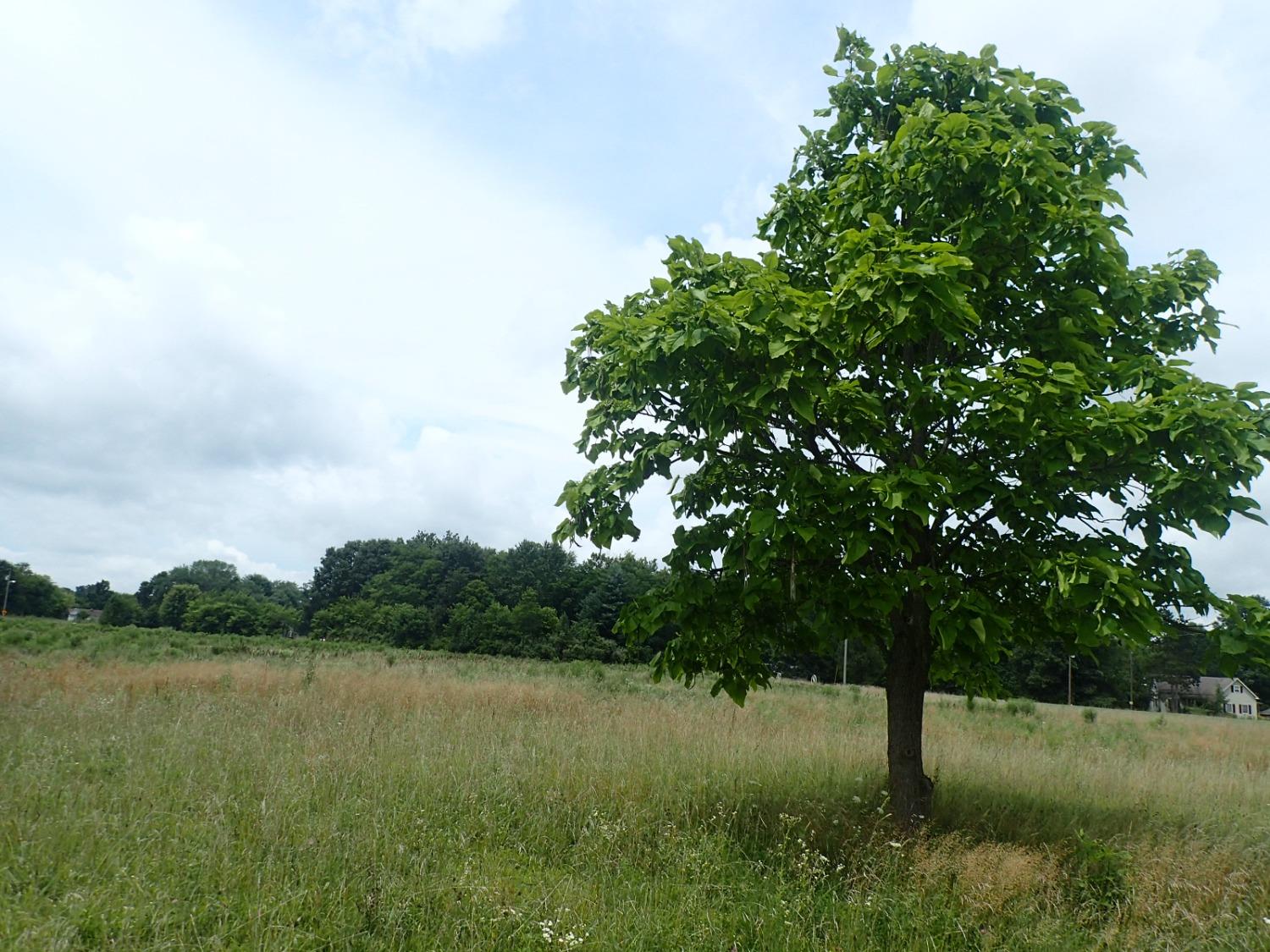 0 North Manchester & Haubrock Road Sunman, IN 47041 - Photo 14 of 17