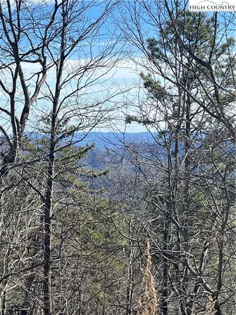 a view of a forest with trees