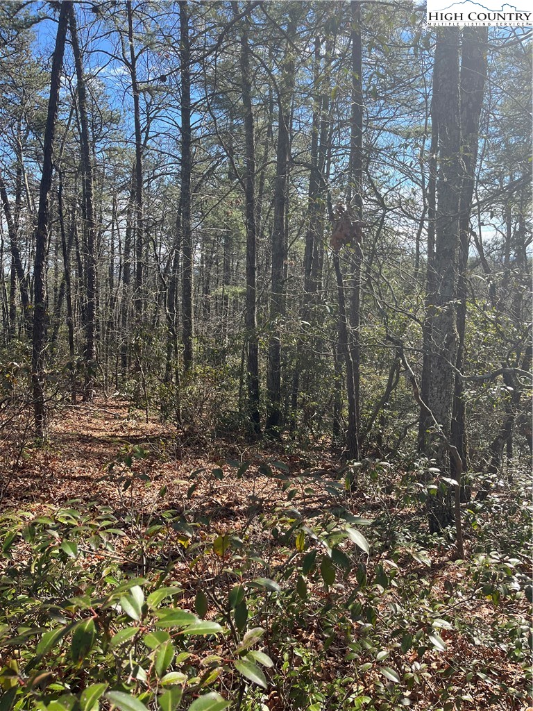 Lot 99 Nightshade Road Boone, NC 28607 - Photo 5 of 24 a view of a forest with trees