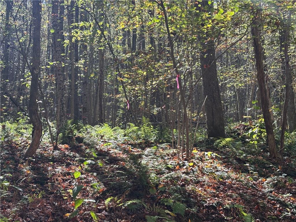 Lot 1 Neals Run Road Champion, PA 15622 - Photo 6 of 11 a garden with lots of trees