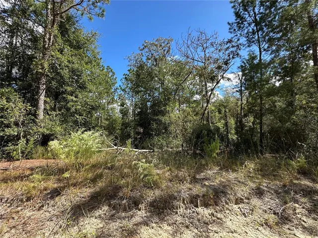 a view of a forest with trees in the background