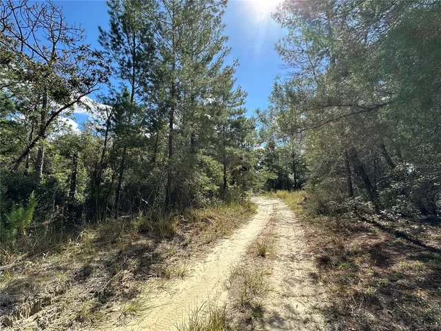 a view of a yard with plants and trees