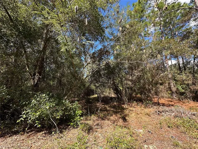 a view of a yard with plants and trees